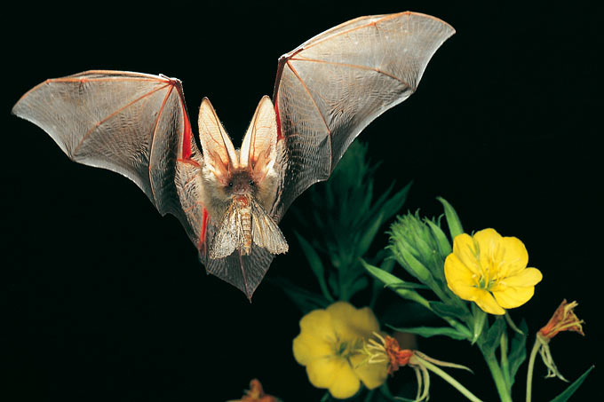 Bat