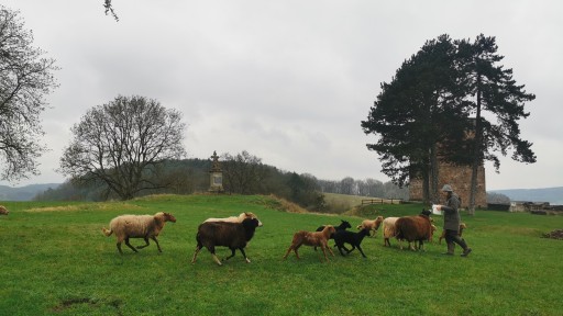 Burgschafe